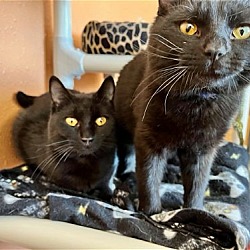 Photo of Mischief & Rascal