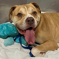 adopt a pet