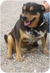 cattle dog rottweiler mix