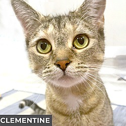 Thumbnail photo of Clementine #3