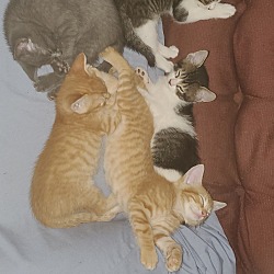 Thumbnail photo of 4 Kittens #1