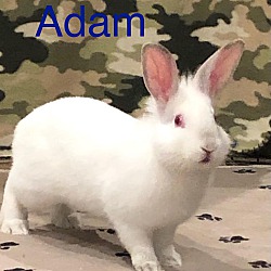 Photo of Adam
