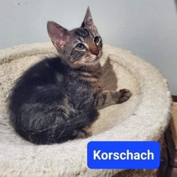 Thumbnail photo of Korschach #3