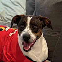 adopt a pet