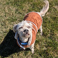 adopt-pet