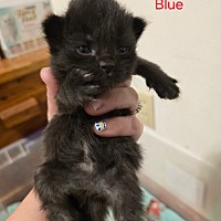 Adopt A Pet :: Blue - Leonardtown, MD