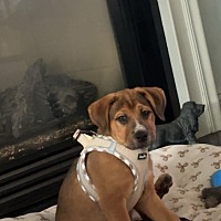 adopt a pet