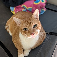 adopt a pet