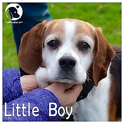 Thumbnail photo of Little Boy #1