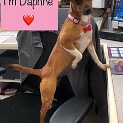 Thumbnail photo of Daphne #2