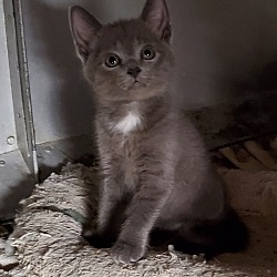 Thumbnail photo of All grey kitty #3