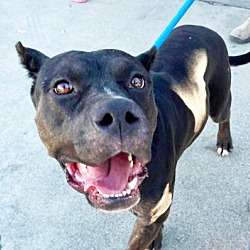 Photo of Nova - Gentle & Friendly