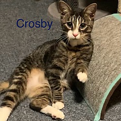 Thumbnail photo of Crosby #2