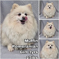 Photo of Muffin from Korea