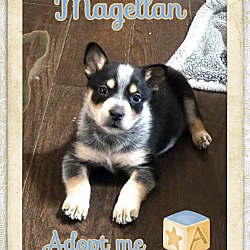 Thumbnail photo of Magellan #1