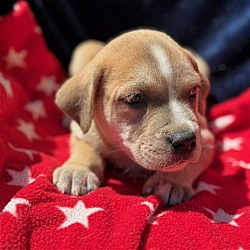 Thumbnail photo of Derby Pup - Earl - Adopted! #1
