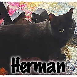 Photo of Herman