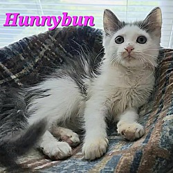 Thumbnail photo of Hunnybun #1