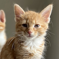 Thumbnail photo of Oliver - baby orange Tabby! #1