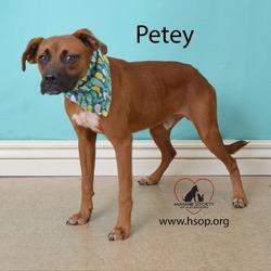 Thumbnail photo of Petey #1