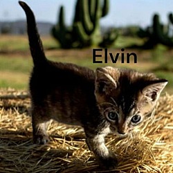 Thumbnail photo of Elvin #2