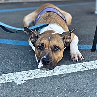 adopt a pet