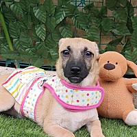 adopt a pet