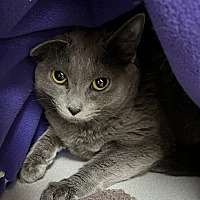 adopt a pet