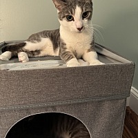 adopt a pet