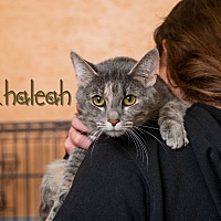 adopt a pet