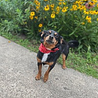 adopt a pet