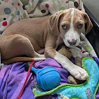 adopt a pet