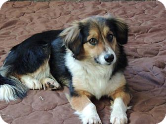 sheltie sheepdog mix