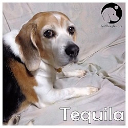 Thumbnail photo of Tequilla #1