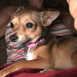 Thumbnail photo of Trixie (adoption pending) #2