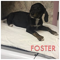 Photo of Foster