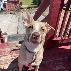Photo of Koda