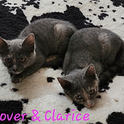 Photo of Clarice or Clover