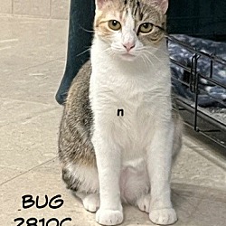 Thumbnail photo of Bug #1