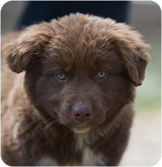Providence, RI - Newfoundland. Meet Coco a Dog for Adoption.
