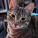 Adopt A Pet :: Lolly - Locust Grove, GA