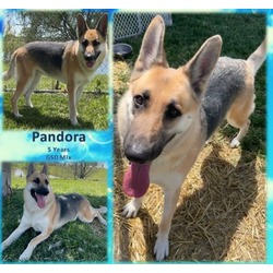 Thumbnail photo of Pandora #1