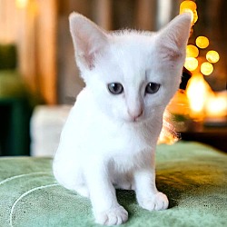 Thumbnail photo of KITTEN REGINA ANGELA #2