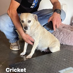 Thumbnail photo of Cricket #3