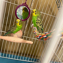 Thumbnail photo of 4 Budgies! #1