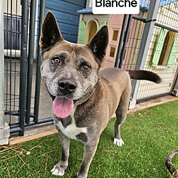 Thumbnail photo of Blanche #2