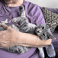 adopt a pet