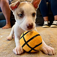 adopt a pet