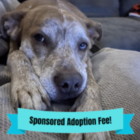 adopt a pet