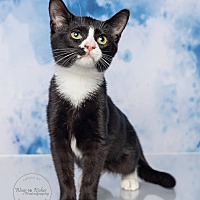 adopt a pet
